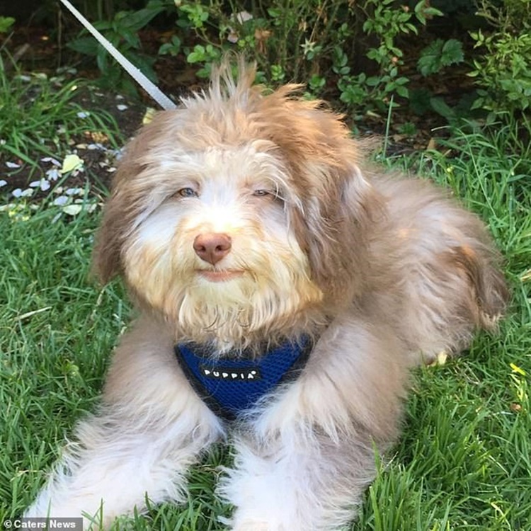 Il volto del cane simile a quello umano, così Nori diventa la star del web