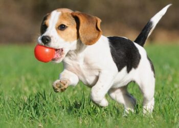 Perché i cani scodinzolano: la risposta sul loro comportamento