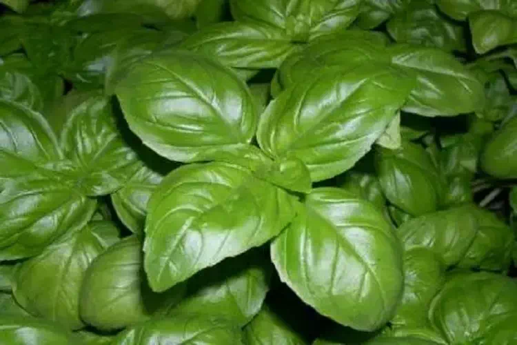 Piante curative: basilico e lavanda