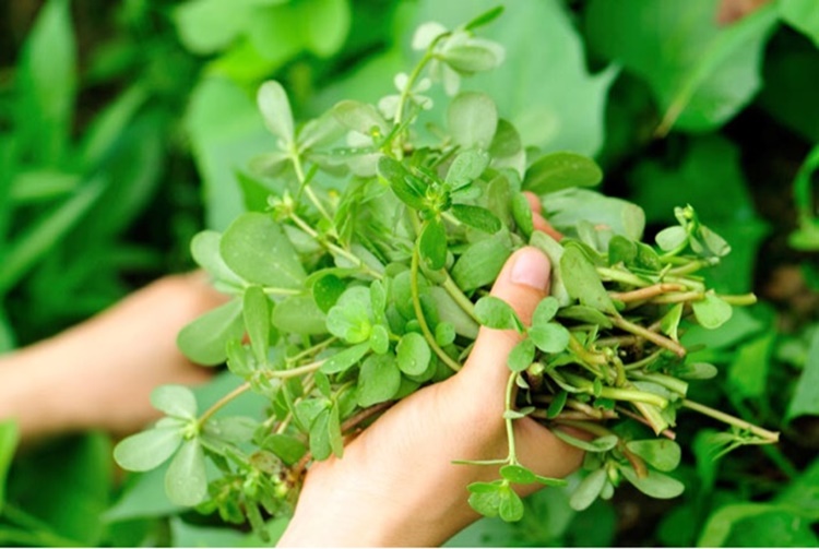 Portulaca oleracea: proprietà depurative, diuretiche e antidiabetiche