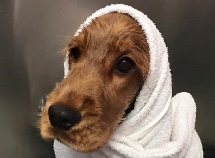 Toelettatura: quando e come spazzolare i cani consigli utili