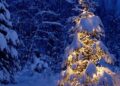 Albero di Natale: chi l’ha inventato? Tutte le curiosità