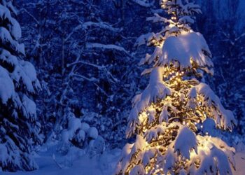 Albero di Natale: chi l’ha inventato? Tutte le curiosità
