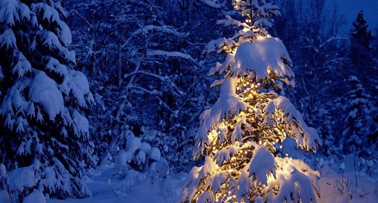 Albero di Natale: chi l’ha inventato? Tutte le curiosità