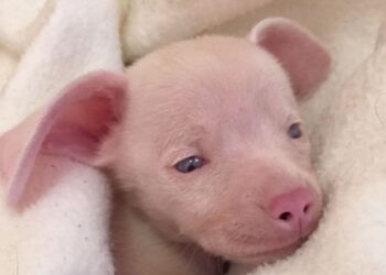 Abbandonato cane rosa nato cieco e sordo, lo salvano e aiuta il prossimo
