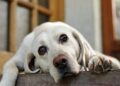 Come capire se il tuo cane è stressato