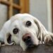 Come capire se il tuo cane è stressato