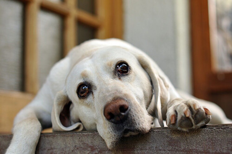 Come capire se il tuo cane è stressato