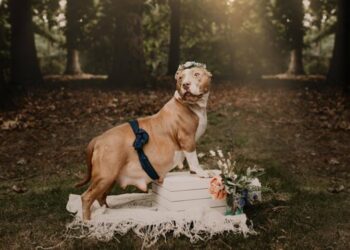 Cane abbandonato trova qualcuno che la salva e le fa ritrovare l'amore