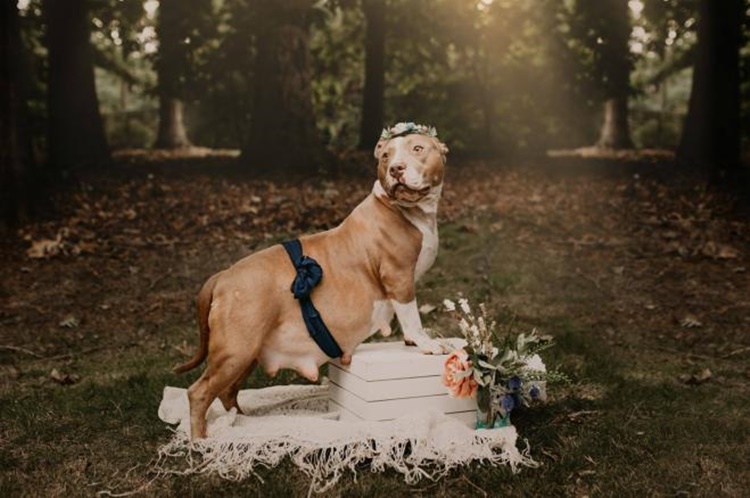 Cane abbandonato trova qualcuno che la salva e le fa ritrovare l'amore