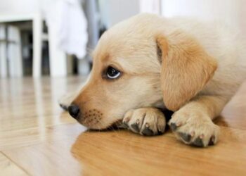 Il linguaggio del cane: capire i nostri amici a quattro zampe