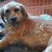 Napoli: la raccolta fondi per salvare Biscotto