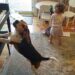 suona e canta