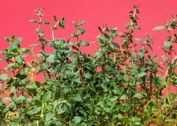 Timo, la pianta terapeutica con proprietà