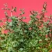 Timo, la pianta terapeutica con proprietà