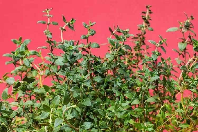 Timo, la pianta terapeutica con proprietà