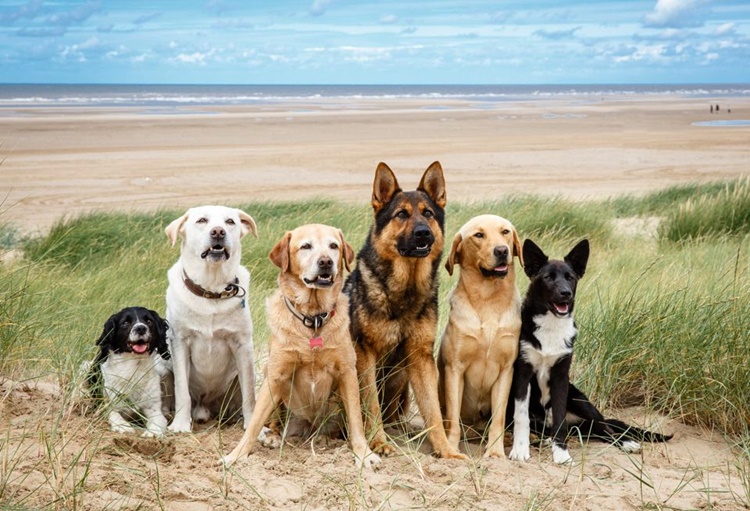 Il segno zodiacale svela quale cane è perfetto per te