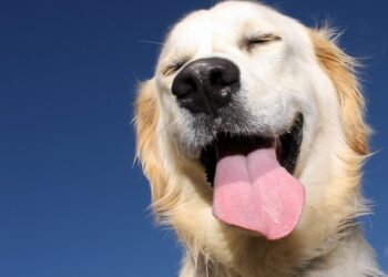 L'età dei cani? Non si moltiplica per 7, ecco la formula