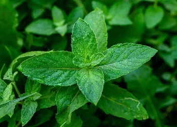Menta curativa