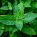 Menta curativa
