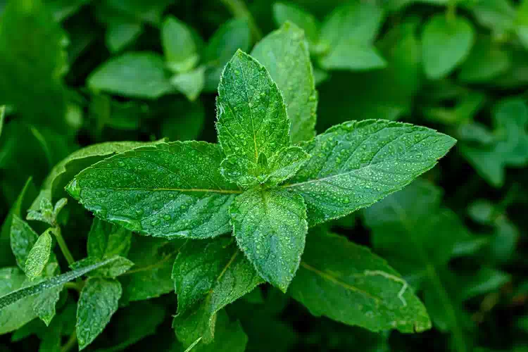 Menta curativa
