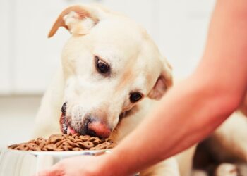 Alimentazione del cane: 8 modi per renderlo felice