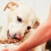 Alimentazione del cane: 8 modi per renderlo felice