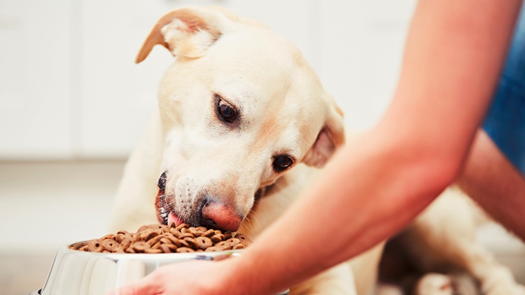 Alimentazione del cane: 8 modi per renderlo felice