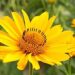 Ematomi e contusioni: arnica gel, potente rimedio naturale
