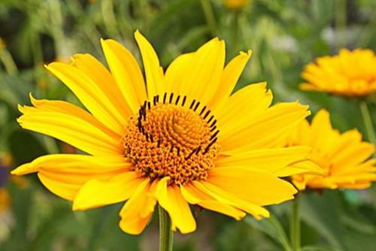 Ematomi e contusioni: arnica gel, potente rimedio naturale