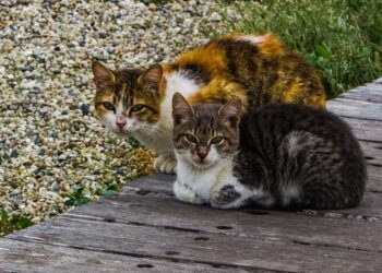 Cesena, il sindaco accoglie venti gatti randagi in casa sua