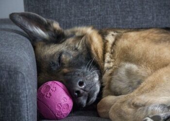 dimmi-dorme-cane