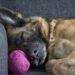 dimmi-dorme-cane