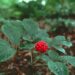 Ginseng rosso coreano per pelle e capelli più giovani