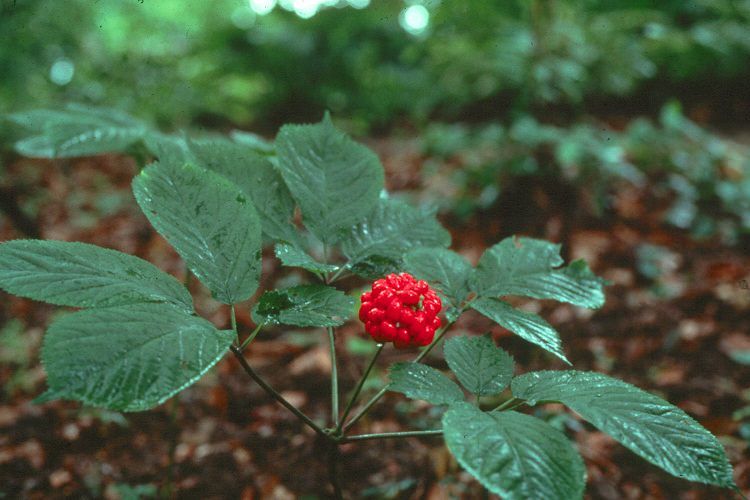Ginseng rosso coreano per pelle e capelli più giovani