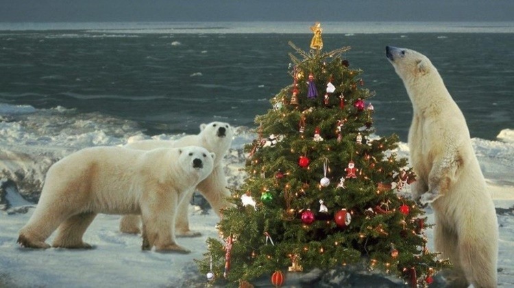 Le origini dell’Albero di Natale, tra curiosità e leggende