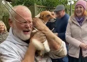 Lieto fine per una cagnolina scampata alla morte