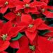 Storia o leggenda? La leggenda della stella di Natale
