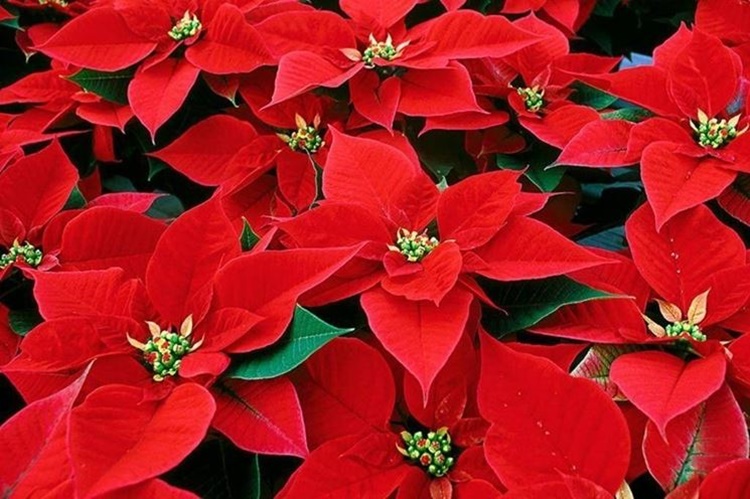 Storia o leggenda? La leggenda della stella di Natale