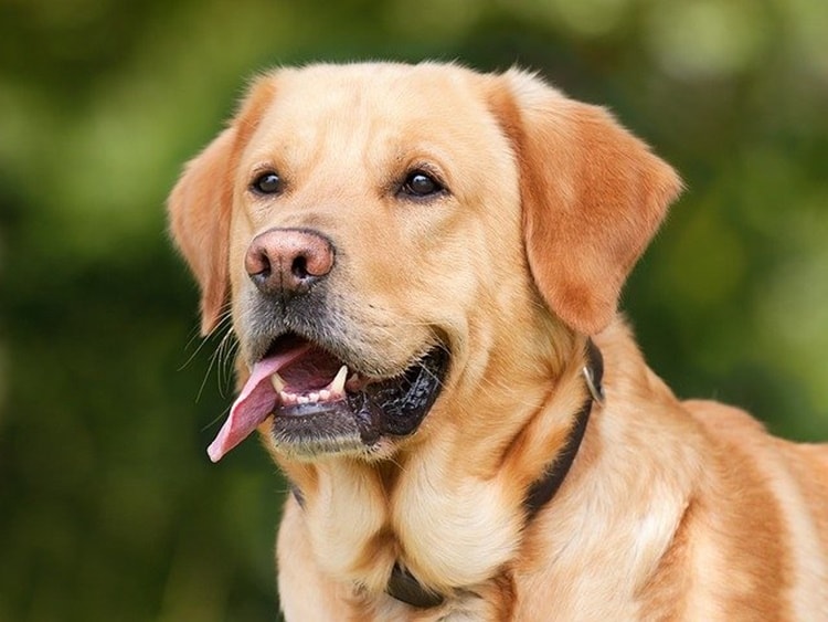 118 Veterinario: in arrivo il pronto soccorso per animali in Campania