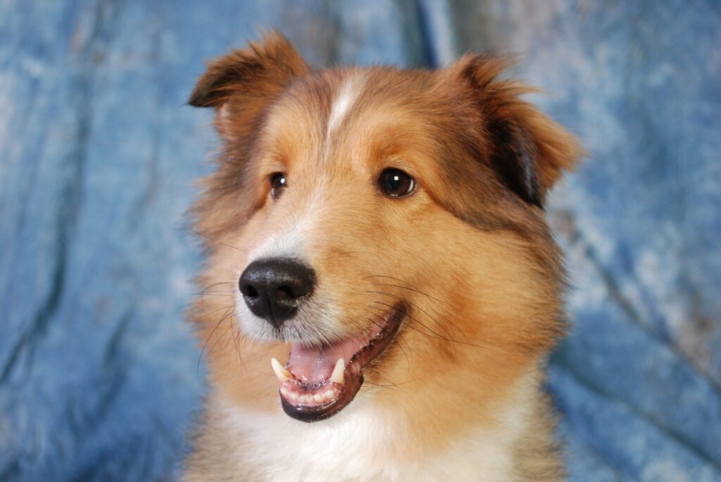 Come lavare il tuo cane, consigli pratici
