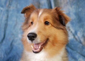 Come lavare il tuo cane, consigli pratici