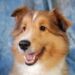 Come lavare il tuo cane, consigli pratici
