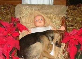 Il cane abbandonato che si è rifugiato in un presepe