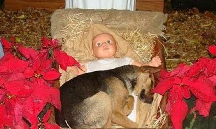Il cane abbandonato che si è rifugiato in un presepe