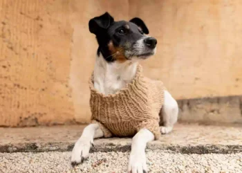 Maglioncini per cani: a Natale