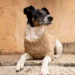 Maglioncini per cani: a Natale