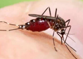 Zanzara Coreana presenza segnalata in 5 regioni