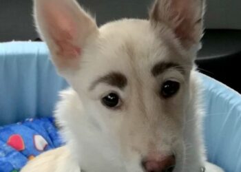 Cane con le sopracciglia deriso e abbandonato per lo strano aspetto, finalmente trova casa