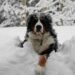 Perché si dice fa un freddo cane: le curiosità e i motivi
